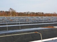 NL, Noord-Brabant, Cranendonck, N of Gastelsche Heide 2, Saxifraga-Tom Heijnen