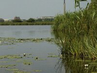 NL, Noord-Brabant, Cranendonck, Ringselven 7, Saxifraga-Jan van der Straaten
