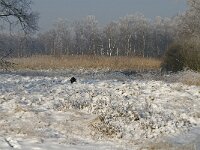NL, Noord-Brabant, Cranendonck, Soerendonks Goor 33, Saxifraga-Marijke Verhagen