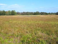 NL, Noord-Brabant, Cranendonck, Soerendonks Goor 36, Saxifraga-Tom Heijnen
