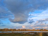 NL, Noord-Brabant, Cranendonck, Soerendonks Goor 38, Saxifraga-Tom Heijnen
