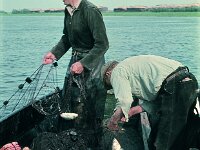 NL, Noord-Brabant, Drimmelen, Amer 4, 1960, Saxifraga-Jules Witlox