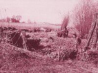 NL, Noord-Brabant, Drimmelen, Hofmansplaat 43, 1960, Saxifraga-Jules Witlox