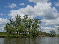 NL, Noord-Brabant, Drimmelen, Keesjes Jan Killeke 17, Saxifraga-Jan van der Straaten