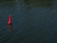 NL, Noord-Brabant, Drimmelen, Spijkerboor 8, Saxifraga-Jan van der Straaten