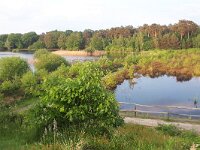 NL, Noord-Brabant, Eersel, Grootmeer 20, Saxifraga-Tom Heijnen