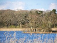 NL, Noord-Brabant, Eersel, Grootmeer 7, Saxifraga-Tom Heijnen