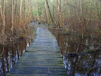 NL, Noord-Brabant, Eersel, Spekdonken 10, Saxifraga-Tom Heijnen