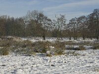 NL, Noord-Brabant, Eindhoven, Bokt 4, Saxifraga-Marijke Verhagen