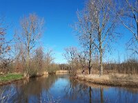 NL, Noord-Brabant, Eindhoven, Dommel valley between Sterrenlaan and Hooidonk 10, Saxifraga-Tom Heijnen