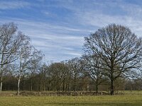 NL, Noord-Brabant, Eindhoven, Lage Heide 26, Saxifraga-Jan van der Straaten