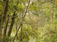 NL, Noord-Brabant, Eindhoven, Tongelreep 1, Saxifraga-Foto Fitis-Sytske Dijksen
