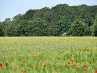 NL, Noord-Brabant, Geldrop-Mierlo, Gijzenrooi 1, Saxifraga-Tom Heijnen