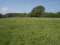 NL, Noord-Brabant, Goirle, De Hoevens 3, Saxifraga-Willem van Kruijsbergen