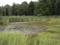 NL, Noord-Brabant, Goirle, Regte Heide 72, Saxifraga-Willem van Kruijsbergen