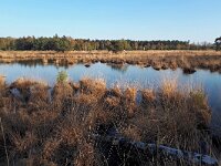 NL, Noord-Brabant, Heeze-Leende, Leenderbos 8, Saxifraga-Tom Heijnen