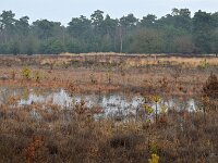 NL, Noord-Brabant, Heeze-Leende, Strabrechtse Heide 4, Saxifraga-Tom Heijnen