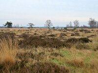 NL, Noord-Brabant, Heeze-Leende, Strabrechtse Heide 5, Saxifraga-Tom Heijnen