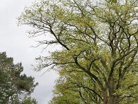 NL, Noord-Brabant, Heeze-Leende, Strijperdijk near De Putberg 2, Saxifraga-Tom Heijnen