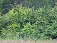 NL, Noord-Brabant, Heeze-Leende, near Natuurbegraafplaats Schoorsveld 2, Saxifraga-Tom Heijnen