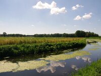 NL, Noord-Brabant, Helmond, Vleutloop 3, Saxifraga-Foto Fitis-Sytske Dijksen