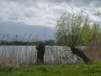 NL, Noord-Brabant, Heusden, Haarsteegse Wiel 7, Saxifraga-Jan van der Straaten