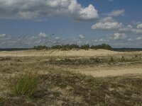 NL, Noord-Brabant, Heusden, Loonse en Drunense Duinen 18, Saxifraga-Marijke Verhagen