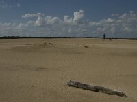 NL, Noord-Brabant, Heusden, Loonse en Drunense Duinen 30, Saxifraga-Marijke Verhagen