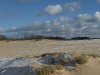 NL, Noord-Brabant, Heusden, Loonse en Drunense Duinen 86, Saxifraga-Willem van Kruijsbergen