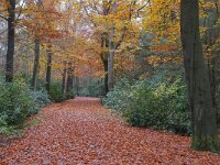 NL, Noord-Brabant, Hilvarenbeek, De Hertgang 4, Saxifraga-Tom Heijnen