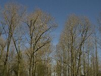 NL, Noord-Brabant, Meierijstad, De Prekers 4, Saxifraga-Jan van der Straaten