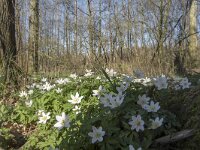 NL, Noord-Brabant, Meierijstad, Wijboschbroek 3, Saxifraga-Willem van Kruijsbergen