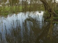 NL, Noord-Brabant, Nuenen, Gerwen en Nederwetten, Hooidonk 3, Saxifraga-Jan van der Straaten