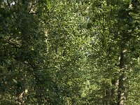 NL, Noord-Brabant, Oirschot, Baest 1, Saxifraga-Jan van der Straaten