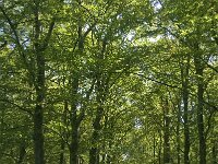 NL, Noord-Brabant, Oirschot, Baest 4, Saxifraga-Jan van der Straaten