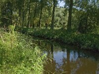 NL, Noord-Brabant, Oirschot, Beerze 3, Saxifraga-Jan van der Straaten