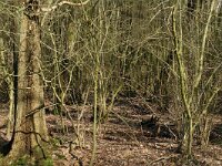 NL, Noord-Brabant, Oirschot, De Mortelen 7, Saxifraga-Jan van der Straaten