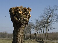 NL, Noord-Brabant, Oirschot, De Rotten 2, Saxifraga-Jan van der Straaten