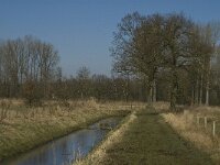 NL, Noord-Brabant, Oirschot, Heerenbeek 46, Saxifraga-Jan van der Straaten