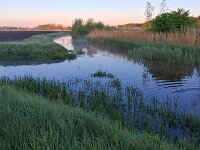 NL, Noord-Brabant, Oirschot, Kleine Beerze bij Oostelbeers 3, Saxifraga-Tom Heijnen
