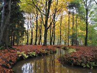NL, Noord-Brabant, Oirschot, Landgoed Baest S of Wilhelminakanaal 3, Saxifraga-Tom Heijnen