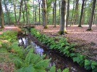 NL, Noord-Brabant, Oirschot, Landgoed Baest S of Wilhelminakanaal 7, Saxifraga-Tom Heijnen