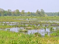 NL, Noord-Brabant, Oirschot, Spreeuwelsche Heide near Liesdijk 2, Saxifraga-Tom Heijnen