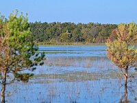 NL, Noord-Brabant, Oirschot, Withollandven in Landschotse Heide 6, Saxifraga-Tom Heijnen