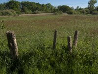 NL, Noord-Brabant, Oisterwijk, Heukelommetje 8, Saxifraga-Jan van der Straaten