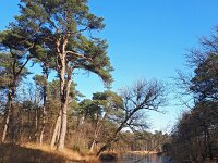 NL, Noord-Brabant, Oisterwijk, Oisterwijkse Bossen 3, Saxifraga-Tom Heijnen