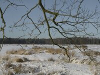 NL, Noord-Brabant, Oisterwijk, Winkelsven 25, Saxifraga-Marijke Verhagen