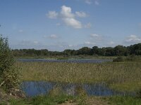 NL, Noord-Brabant, Oisterwijk, Winkelsven 33, Saxifraga-Marijke Verhagen