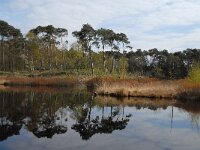 NL, Noord-Brabant, Oisterwijk, Wolfsputven 5, Saxifraga-Jan van der Straaten