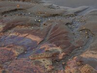 NL, Noord-Brabant, Oss, Keent 23, Saxifraga-Hans Boll